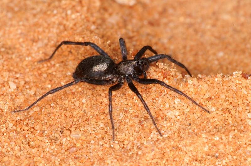 Venonia_micarioides_D7194_Z_89_Kidmans camp_Australie.jpg